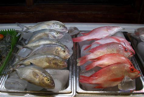 mamali fish|Philippine Fish Species .